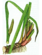 Аїр звичайний (Acorus Calamus)