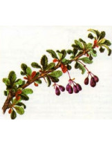 Барбарис остистый (Berberis Aristata)