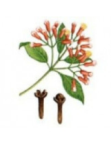 Гвоздика (Syzygium Aromaticum)