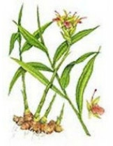 Имбирь (Zingiber Officinale)