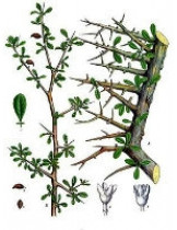 Мирра (Balsamodendron Myrrh)