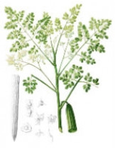 Моринга Масличная (Moringa Oleifera)