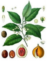 Мускатник Душистый (Myristica Fragrans)