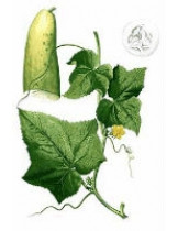 Огурец (Cucumis Sativus)