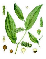 Перец Кубеба (Piper Cubeb)