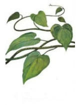 Тіноспора серцелиста (Tinospora Cordifolia)