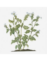 Читрак (Свинчатка цейлонская) (Plumbago Zeylanica)