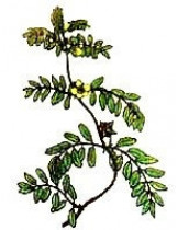 Якірці сланкі (Tribulus Terrestris)